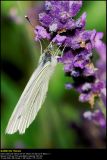 Green-veined White (Grønåret Kålsommerfugl / Pieris napi)