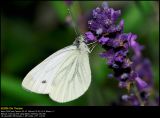 Green-veined White (Grønåret Kålsommerfugl / Pieris napi)