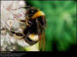 Bumblebee (Humlebi / Bombus terrestris)