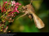 Silver Y (Gammaugle / Autographa gamma)