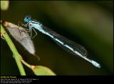 Common Blue Damselfly (Alm. Vandnymfe / Enallagma cyathigerum)