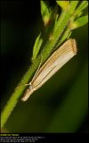Agriphila straminella