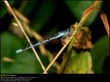 Common Blue Damselfly (Alm. Vandnymfe / Enallagma cyathigerum)