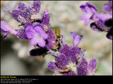 Lavender (Lavendel / Lavandula augustifolia)