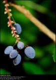 Oregon grape (Mahonia busk / Mahonia aguifolium)