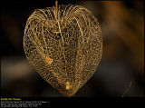 Chinese Lantern (Jdekirsebr / Physalis alkekengi)