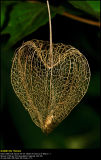 Chinese Lantern (Jødekirsebær / Physalis alkekengi)