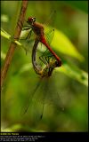 Ruddy Darter (Blodrd hedelibel / Sympetrum sanguineum) Mating Wheel