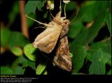 Silver Y (Gammaugle / Autographa gamma)