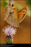 Meadow Brown (Græsrandøje / Maniola jurtina)