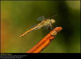 Ruddy Darter (Blodrød hedelibel / Sympetrum sanguineum)