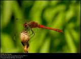 Ruddy Darter (Blodrød hedelibel / Sympetrum sanguineum)