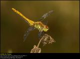 Ruddy Darter (Blodrød hedelibel / Sympetrum sanguineum)