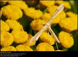 Plume moth (Fjerml / Platyptilla pallidactyla)