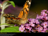 Painted Lady (Tidselsommerfugl / Vanessa cardui)