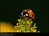 Ladybird (Mariehne / Coccinella 7-punctata)