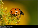 Ladybird (Mariehne / Coccinella 7-punctata)