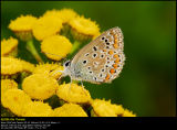 Common Blue (Almindelig Blåfugl / Polyommatus icarus)
