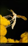 Plume moth (Fjermøl / Platyptilla pallidactyla)