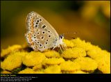 Common Blue (Almindelig Blåfugl / Polyommatus icarus)