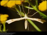 Plume moth (Fjerml / Platyptilla pallidactyla)
