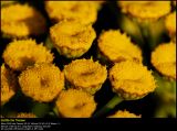 Tansy (Rejnfan / Tanacetum vulgare)