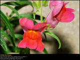 Sweet pea (Vår-fladbælg / Lathyrus vernus)