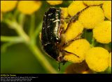 Rose Chafer (Guldbasse / Cetonia aurata)