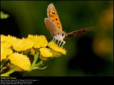 Small Copper (Lille Ildfugl / Lycaena phlaeas)