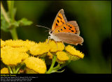 Small Copper (Lille Ildfugl / Lycaena phlaeas)