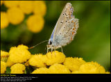 Common Blue (Almindelig Blåfugl / Polyommatus icarus)