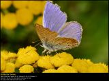 Common Blue (Almindelig Blfugl / Polyommatus icarus)