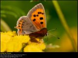 Small Copper (Lille Ildfugl / Lycaena phlaeas)