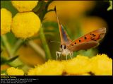 Small Copper (Lille Ildfugl / Lycaena phlaeas)