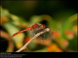 Ruddy Darter (Blodrød hedelibel / Sympetrum sanguineum)