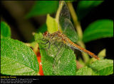 Ruddy Darter (Blodrød hedelibel / Sympetrum sanguineum)
