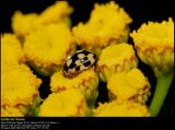 P14 Lady Beetle (Skakbrt-mariehne / Propylaea quatuordecimpunctata)