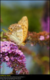 Silver-washed Fritillary (Kejserkbe / Argynnis paphia)