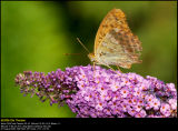Silver-washed Fritillary (Kejserkåbe / Argynnis paphia)