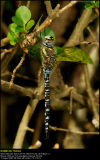 Migrant Hawker (Efterårs-mosaikguldsmed / Aeshna mixta)