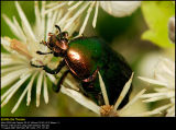 Rose Chafer (Guldbasse / Cetonia aurata)