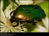 Rose Chafer (Guldbasse / Cetonia aurata)