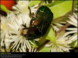 Rose Chafer (Guldbasse / Cetonia aurata)