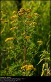 Tansy (Rejnfan / Tanacetum vulgare)