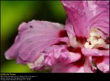 Rose-of-Sharon (Syrisk Rose / Hibiscus syriacus)