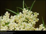 Wild carrot (Vild gulerod / Daucus carota)