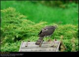 Sparrowhawk (Spurvehøg / Accipiter nisus)