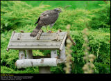 Sparrowhawk (Spurvehøg / Accipiter nisus)
