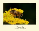 Dronefly (Droneflue / Eristalis tenax)