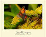 Small Copper butterfly (Lille Ildfugl / Lycaena phlaeas)